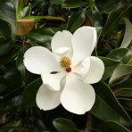 Magnólia veľkokvetá (Magnolia grandiflora) ´GALLISONIENSIS´ - výška 250-270 cm, kont. C25L, obvod kmeňa 6/8 cm - NA KMIENKU